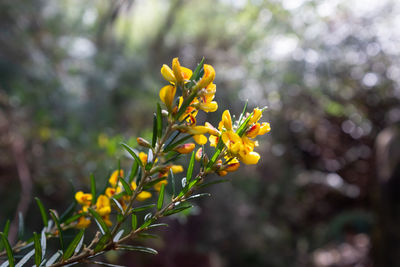 Close-up of yellow flowering plant