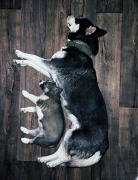 High angle view of two dogs on wood