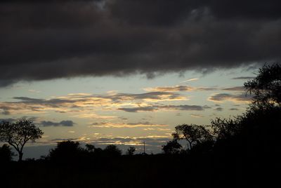 Silhouette of trees against dramatic sky