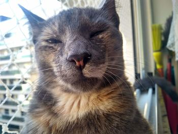 Close-up portrait of a cat