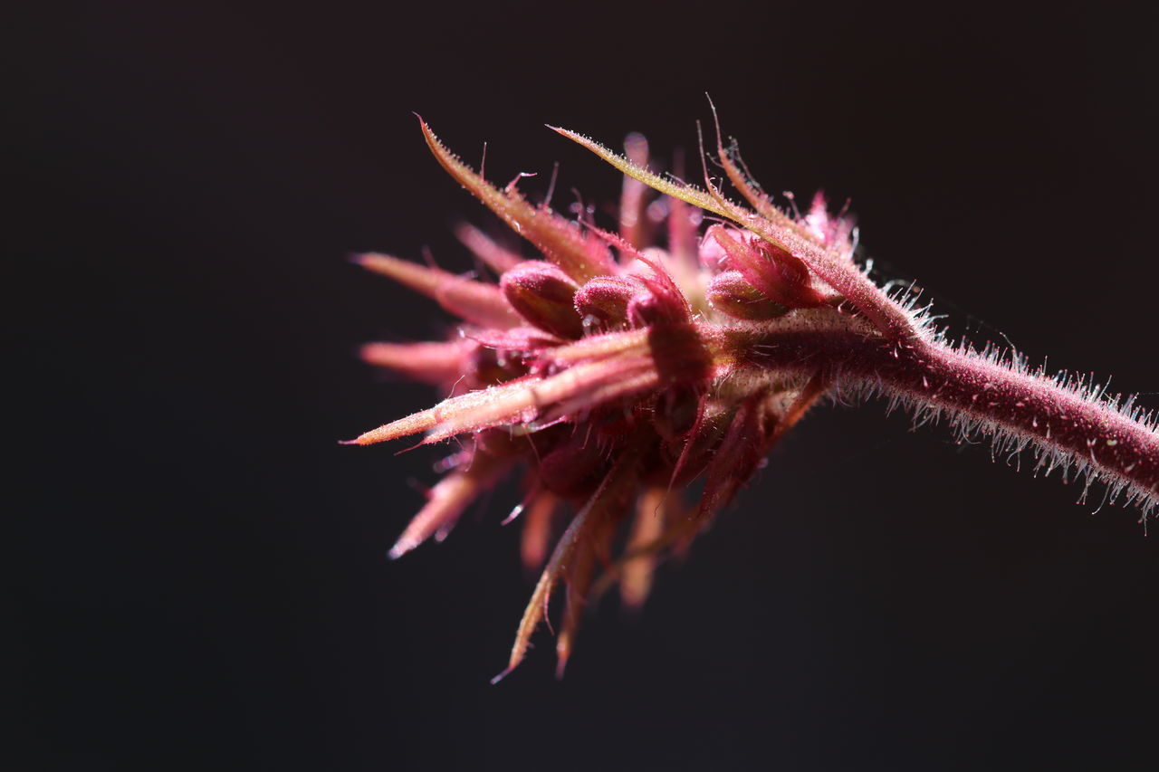 CLOSE-UP OF PINK FLOWER