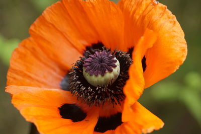 Close-up of orange flower