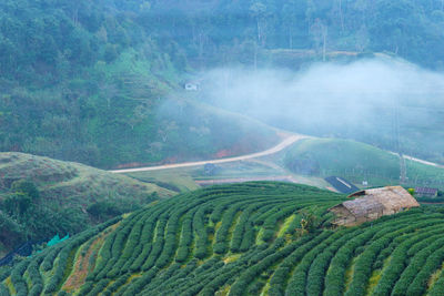 High angle view of agricultural field