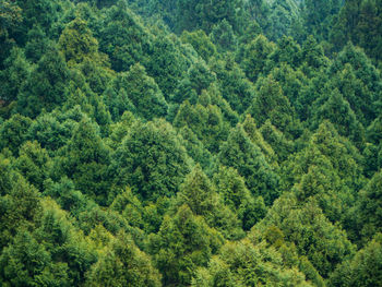 High angle view of pine trees in forest