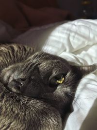 Close-up of cat resting on bed