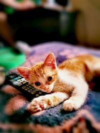 Close-up portrait of kitten