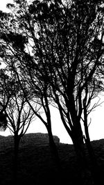 Silhouette tree on field against sky