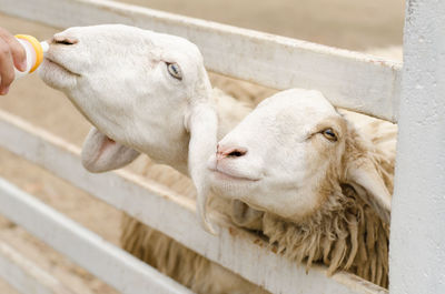 Close-up of sheep