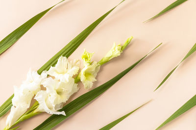 High angle view of white flower plant