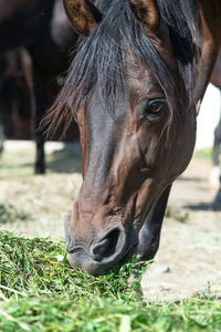 Close-up of horse