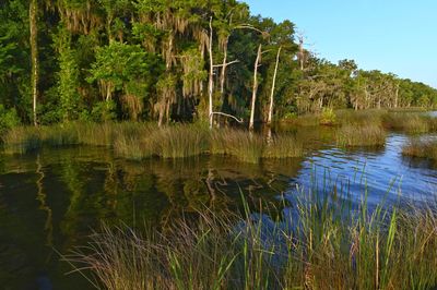 Scenic view of lake in forest against sky