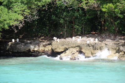 Bird swimming in sea against trees