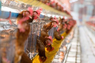 Chickens in cage at market