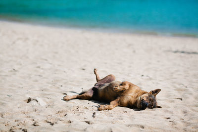 Dog lying on sand