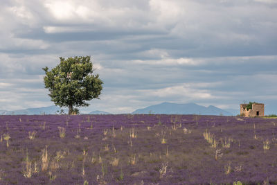 Tree on field against sky