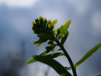 Close-up of flowering plant