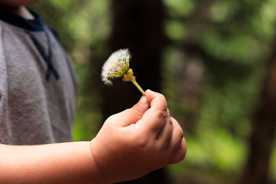 Close-up of hand holding dandelion against blurred background