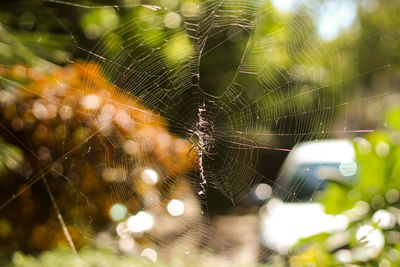 Close-up of spider web