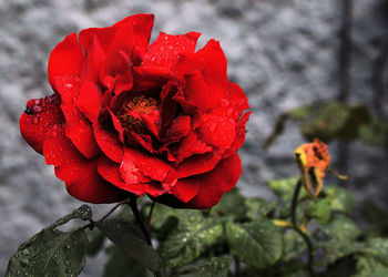 Close-up of red rose blooming outdoors