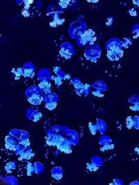 Close-up of jellyfish swimming in aquarium