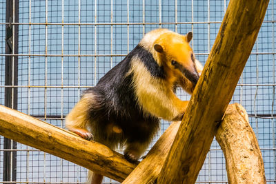 Monkey sitting in cage at zoo