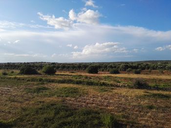 Scenic view of field against sky