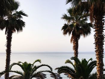 Palm trees by swimming pool against clear sky