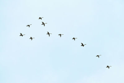 Flock of birds, swans flying high in blue sky. flight in v-formation. freedom, speed, teamwork