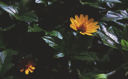 High angle view of yellow flowering plant