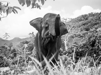 Elephant on field