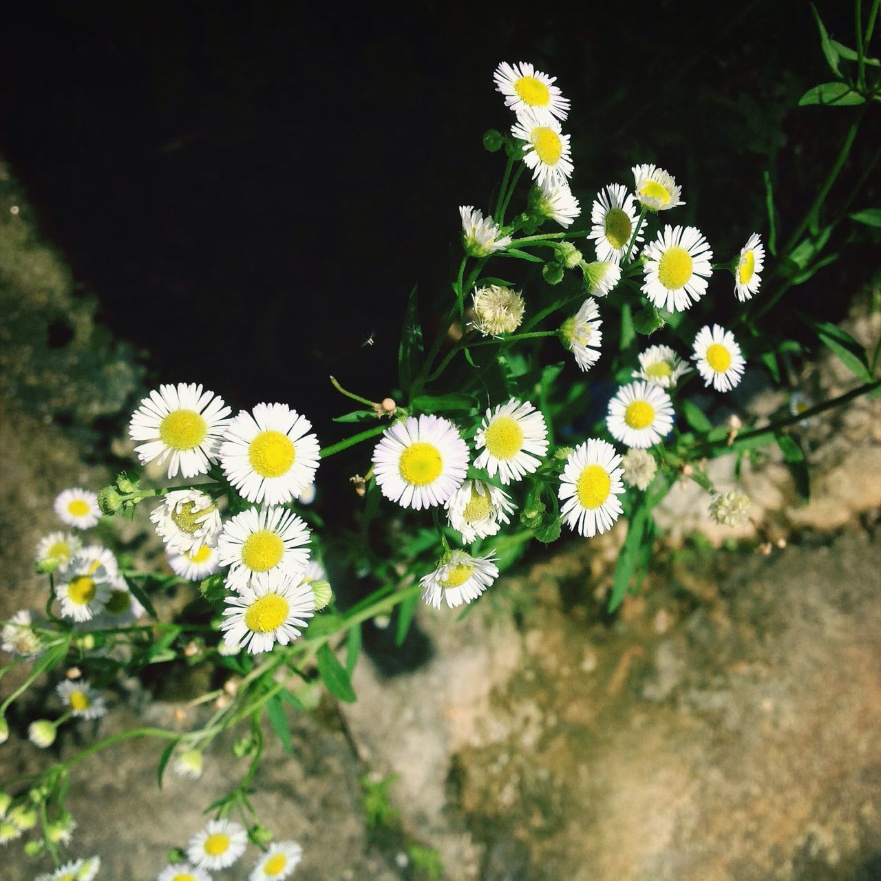 flower, freshness, fragility, yellow, growth, petal, beauty in nature, flower head, blooming, plant, nature, white color, daisy, in bloom, close-up, focus on foreground, blossom, stem, botany, wildflower