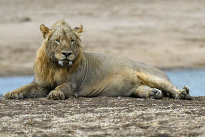 Cat lying on a land