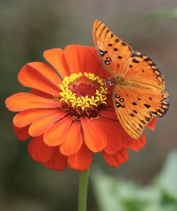 Close-up of butterfly pollinating on orange flower