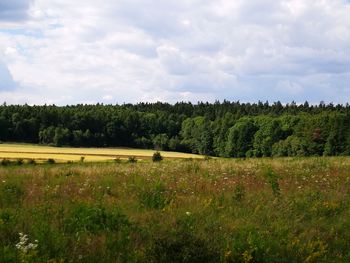 Scenic view of field against sky