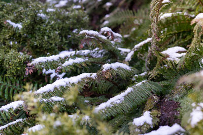 Close-up of snow covered pine tree