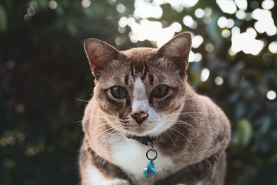 Close-up portrait of cat