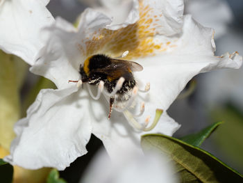 Close-up of bee pollinating on white flower