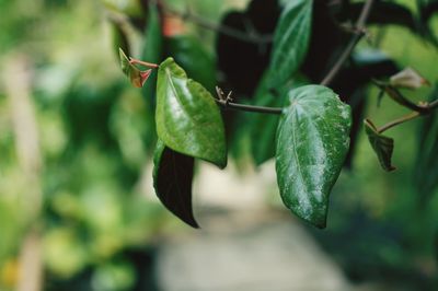 Close-up of green leaves on plant