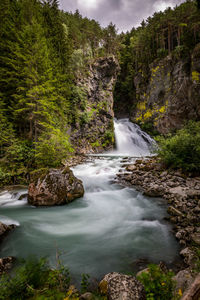 Scenic view of river flowing through forest