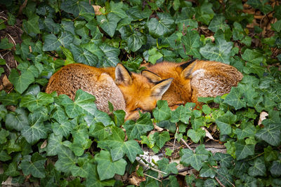 High angle view of foxes sleeping on field