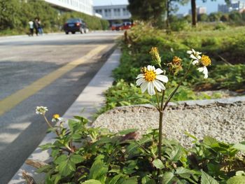 Close-up of flowers blooming in park