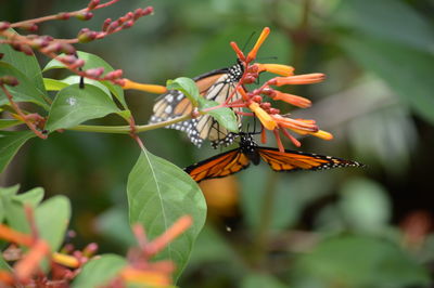 Close-up of insect on plant