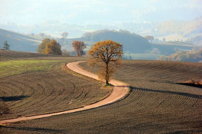 Scenic view of agricultural field against sky