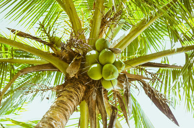 Low angle view of fruits on tree