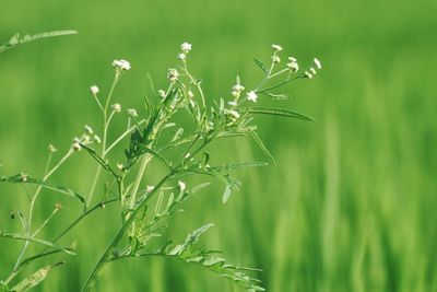 Close-up of fresh green plant