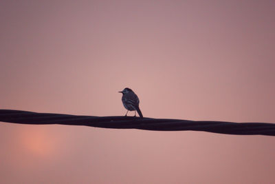 Bird perching on a branch