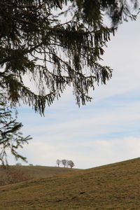 Tree on field against sky