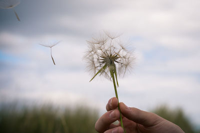 Close-up of hand holding dandelion