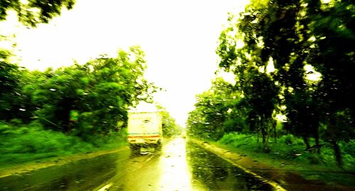 Road along trees