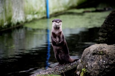 Monkey looking away on rock